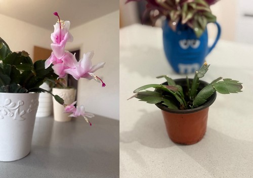 Schlumbergera christmas cactus - christmas,