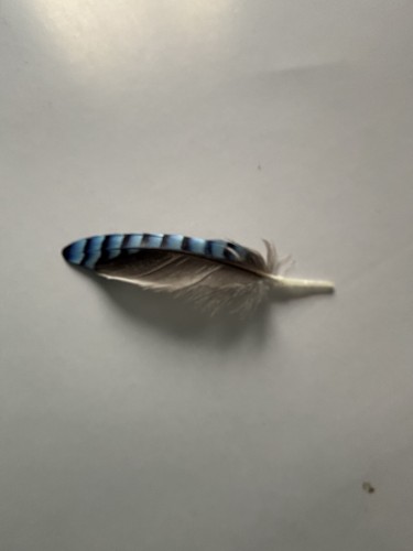 Jay wing feathers - arts, and