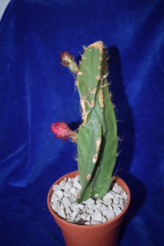 Rare weberocereus - rare,