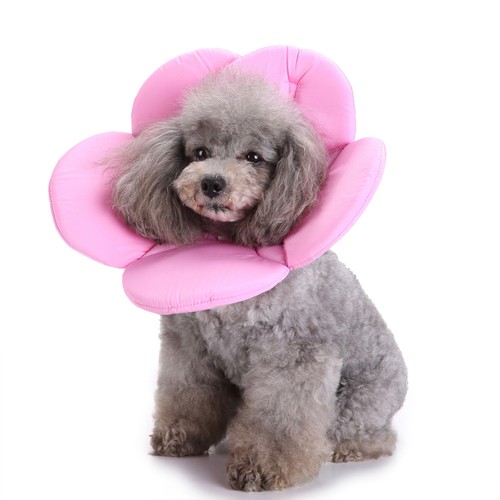 Buster collar for cats - buster,