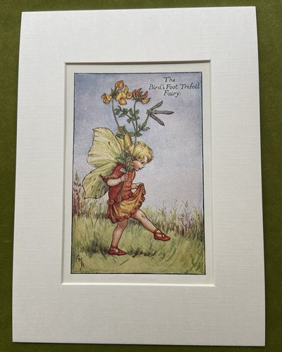 Bird foot trefoil - ‘bird’s,