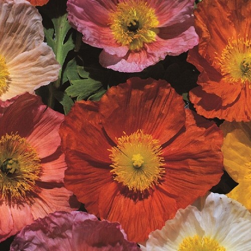 Poppy iceland giant - giant, kings