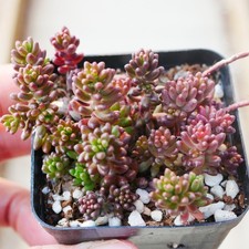 Sedum Album Twickel Purple