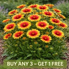 BLANKET FLOWER TALL BICOLOR -