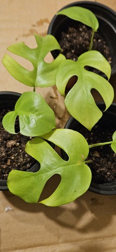 Mini monstera unrooted - mini,