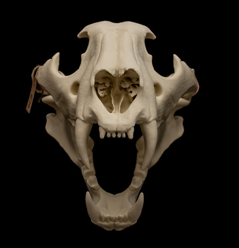Tiger skull replica life - tiger,