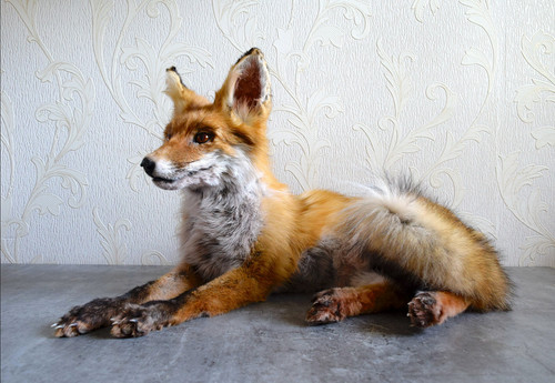 Red fox taxidermy - -, to