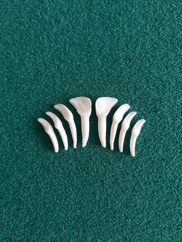 Fallow deer teeth - fallow, arts