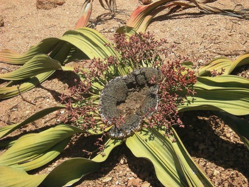 Welwitschia mirabilis tree - welwitschia,