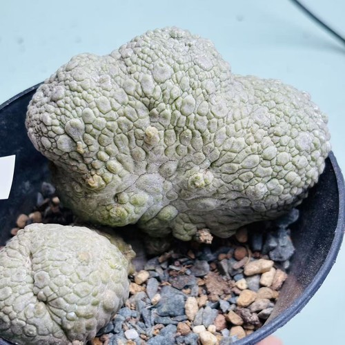 Rare plant succulentlive - plant,