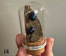 Blue Mint Beetles Taxidermy -