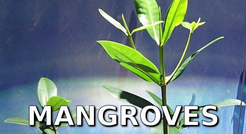 Red mangrove tree seed - seed, pod
