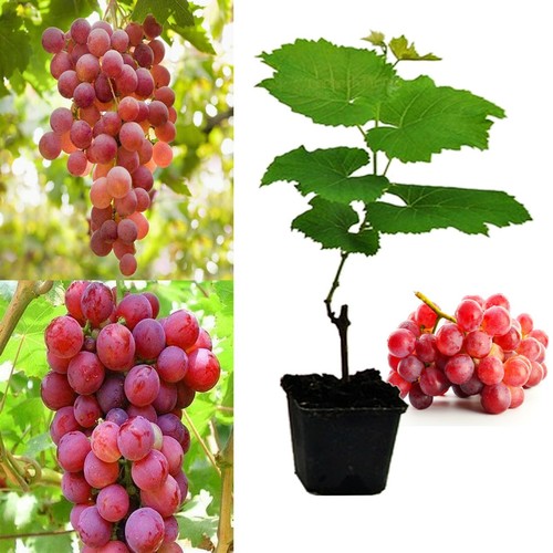 Red grape vine plant queen - vine,