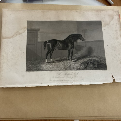 Antique horse print - horse, the