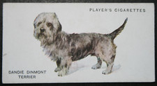 DANDIE DINMONT TERRIER