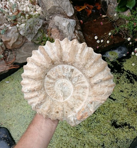 Large fossil ammonite 6kg - large,