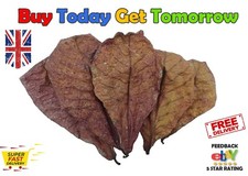 Indian Almond Leaves for