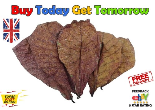 Indian almond leaves for - almond,