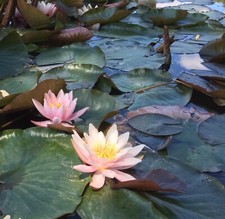FIRECREST WATER LILY POND