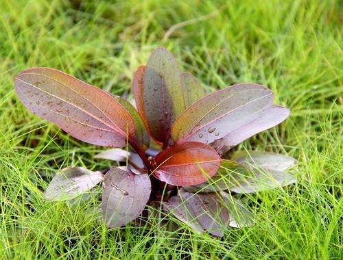 Echinodorus red chameleon 1 - red,