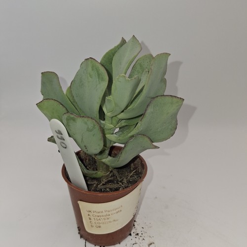 Crassula ovata jade plant - crassula,