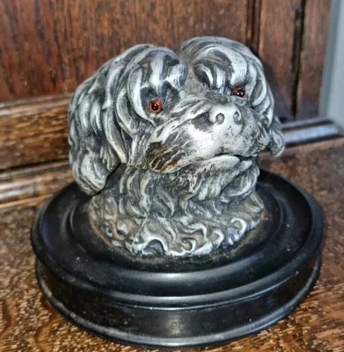 Tibetan terrier with - tibetan,