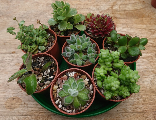Succulent collection bundle - bundle, |