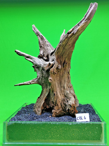 Large corbo root cbl6 - large,