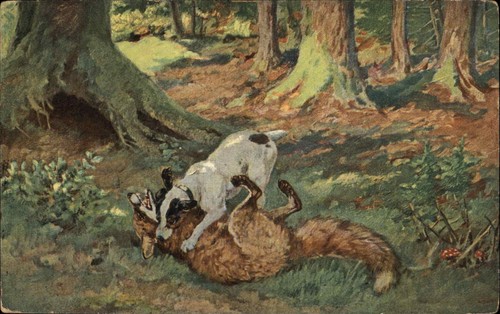 Hunting dog attacks fox - hunting,