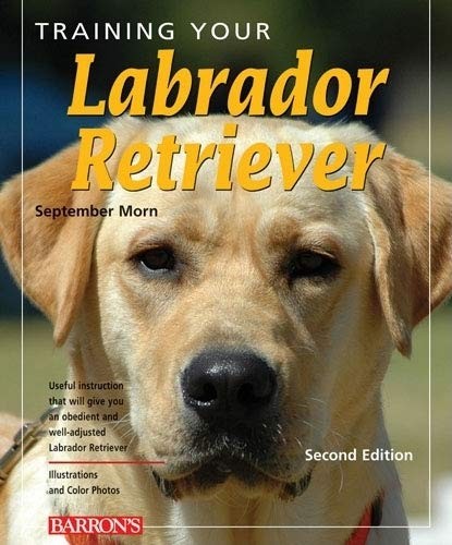 Training your labrador - training,
