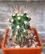 Cactus, Echinocereus x roetteri, 5cm