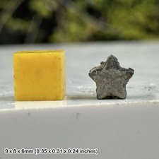 Jurassic Crinoid Fossil Star Stem – Oxford Clay Fossil from Tidmoor Point