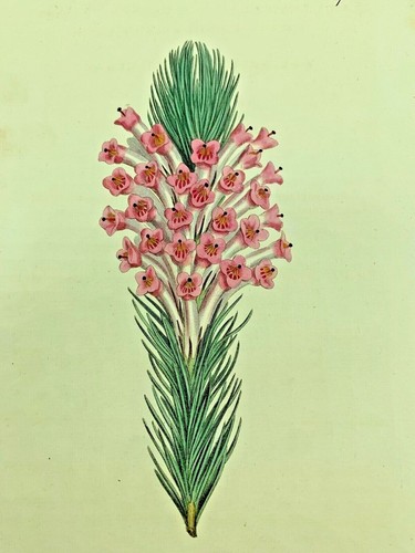 Flesh coloured heath plant - flesh,
