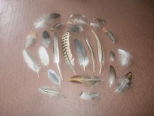 25 Natural Birds Feathers FREE