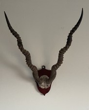 Antique blackbuck stag horns - blackbuck,
