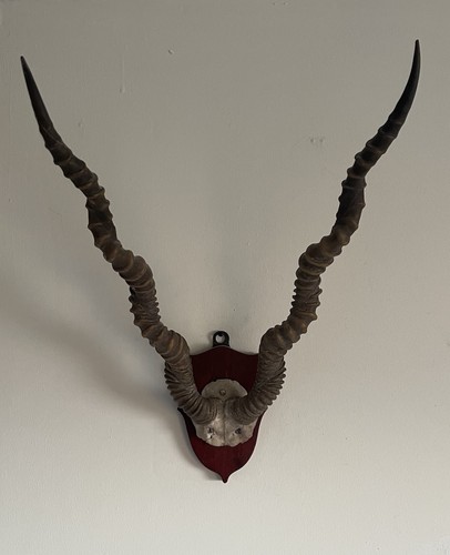 Antique blackbuck stag horns - antique,