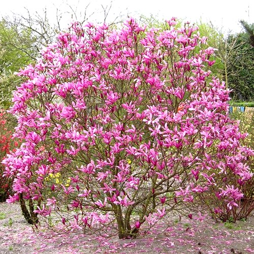 Magnolia susan deciduous bushy - magnolia,