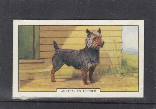 1938 gallaher dogs 2nd - dogs, series