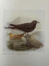 Antique 1911 Bird Print | Richardson’s Skua Adult & Young | Seabird Artwork