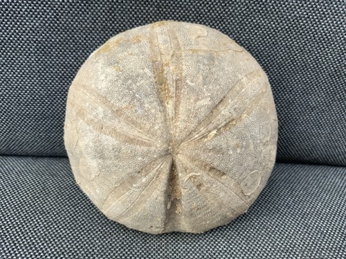 Fossil sea urchin - fossil, clypeus