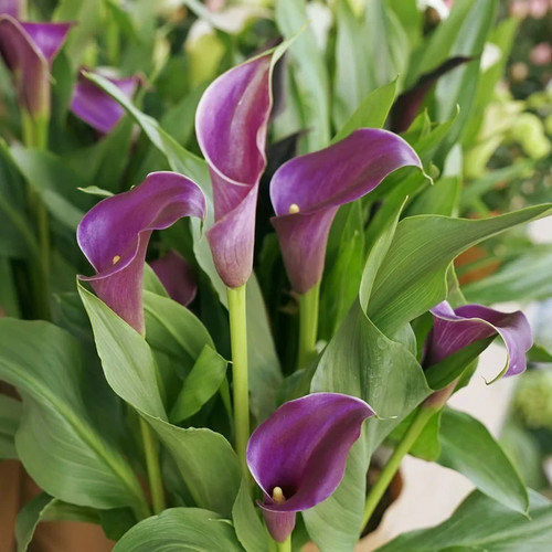 Pretty calla lily imported - ,