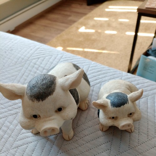Pot belly pigs - 2,