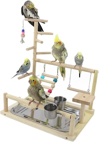 Bird playground parrot play - parrot,