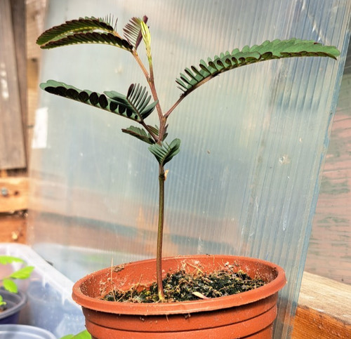 Albizzia lophantha sapling - lophantha,