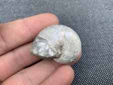 Nautilus fossil cenoceras - 3d, fossil,