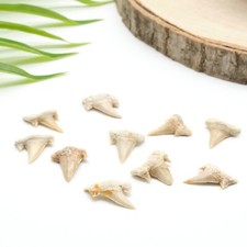 Genuine Shark Tooth Otudus