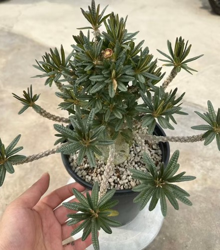 Dorstenia gigas bullata - gigas, f.bullata