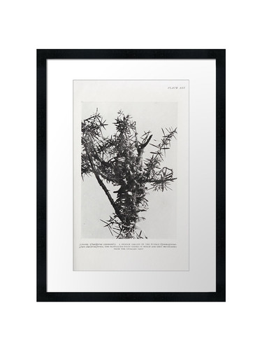 Botanical framed wall art - botanical,