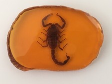 Scorpion replica amber - in,
