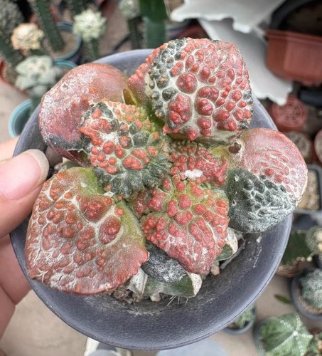 5cm rare live house - live, plant